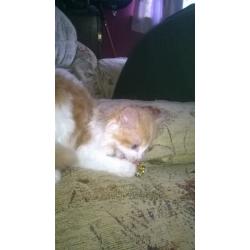 kitten for sale