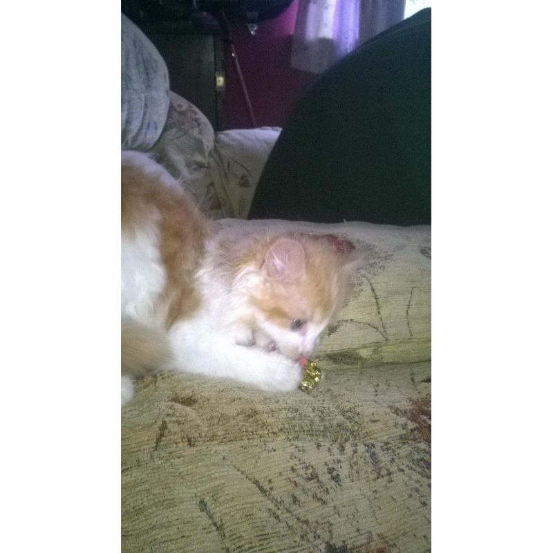 kitten for sale