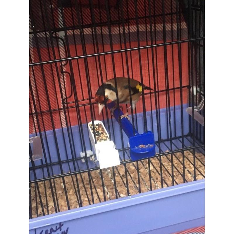 English switty goldfinch for sale top bird