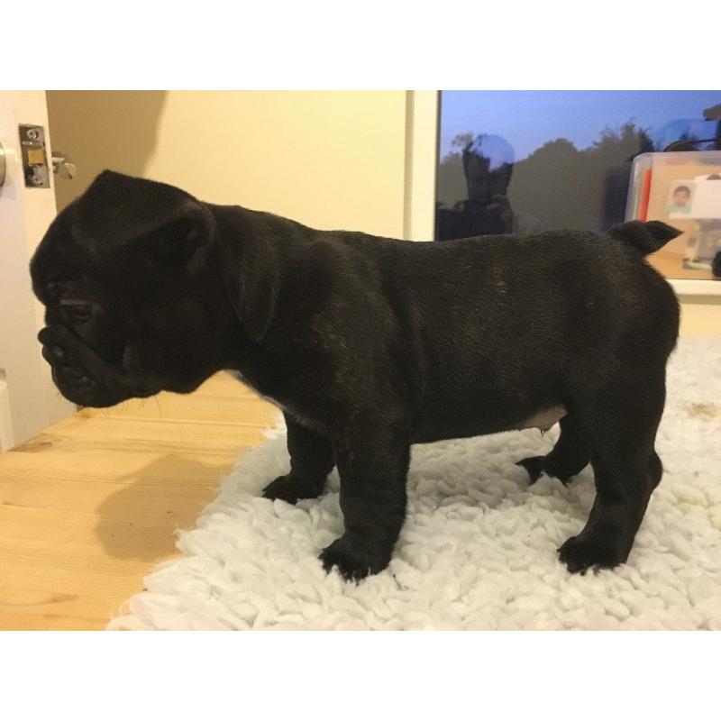 French Bulldogs, 5 Generations, KC Registered