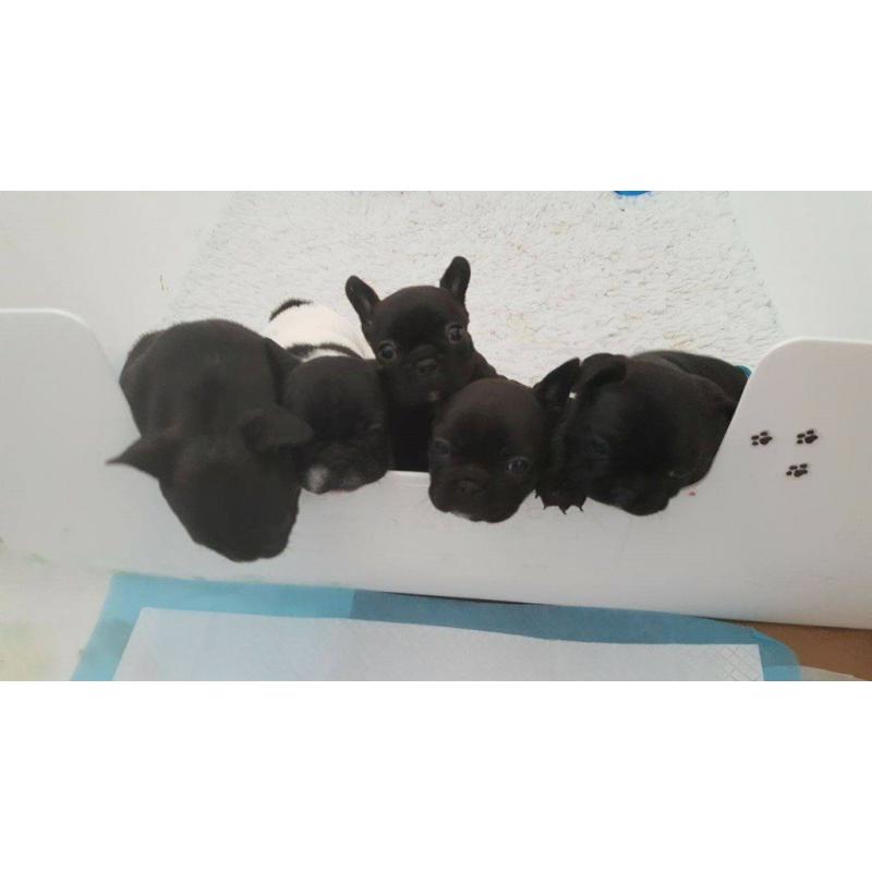 French Bulldogs, 5 Generations, KC Registered