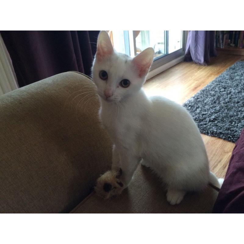 White male kitten