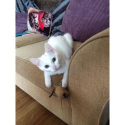 White male kitten