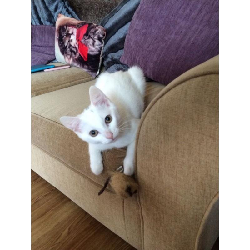 White male kitten