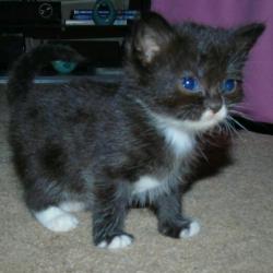2 kittens for sale