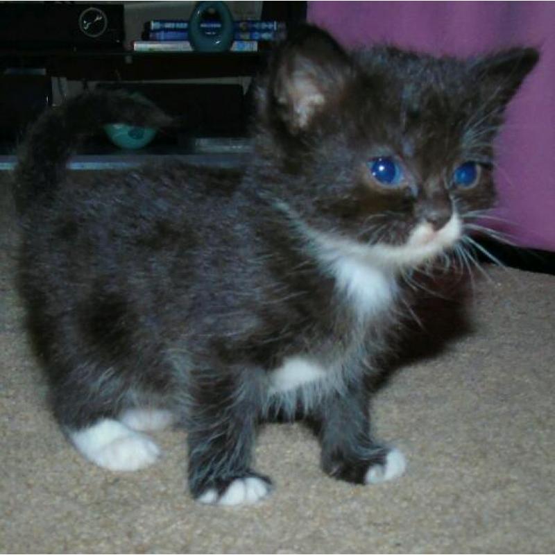 2 kittens for sale