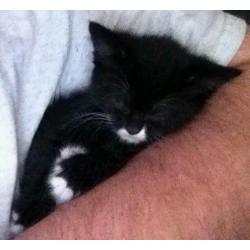2 kittens for sale