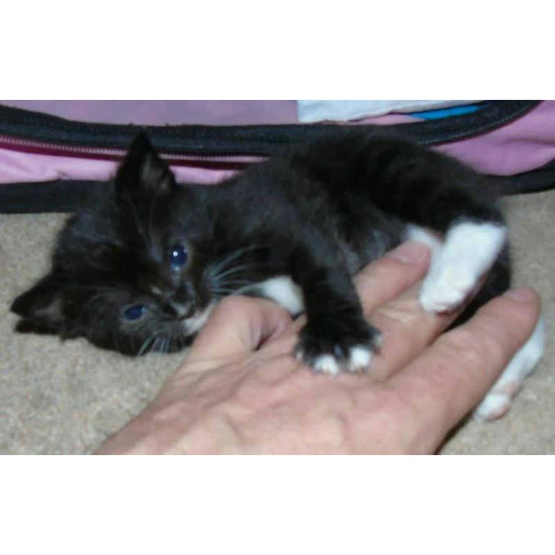 2 kittens for sale