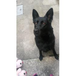 Black gsd bitch