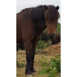 Amazing 13.2hh pony.