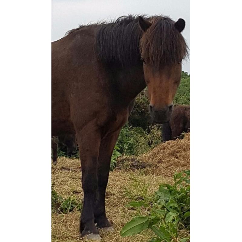 Amazing 13.2hh pony.