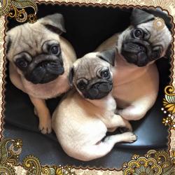 3 KC registered Pug Puppies Available