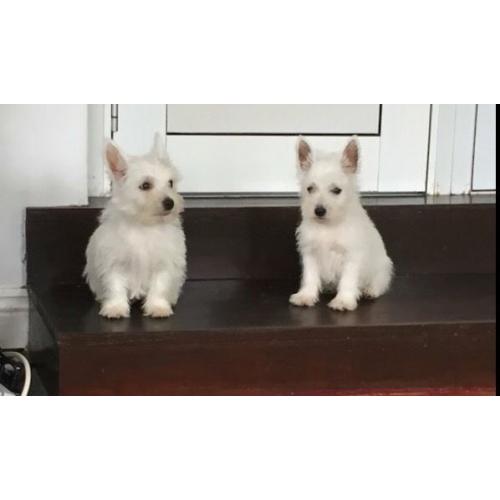 Westie puppys