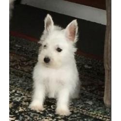 Westie puppys