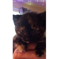 Kittens