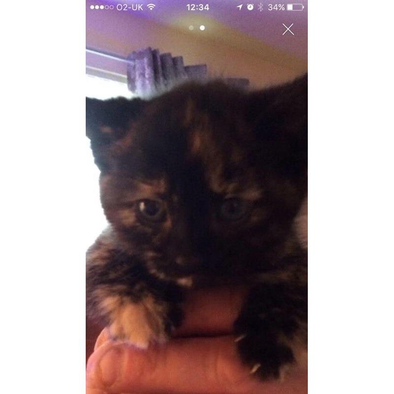 Kittens