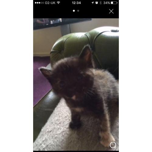 Kittens