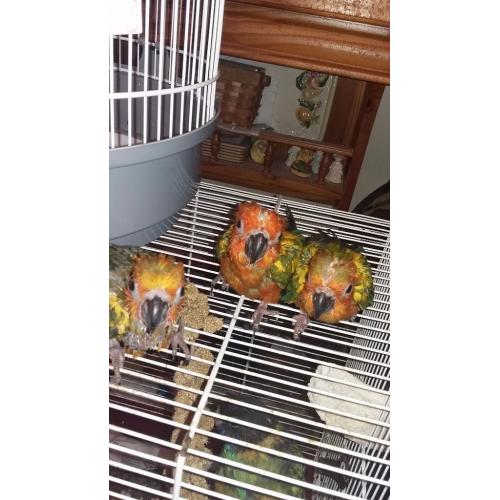 Sunconures hand tame ready 2weeks
