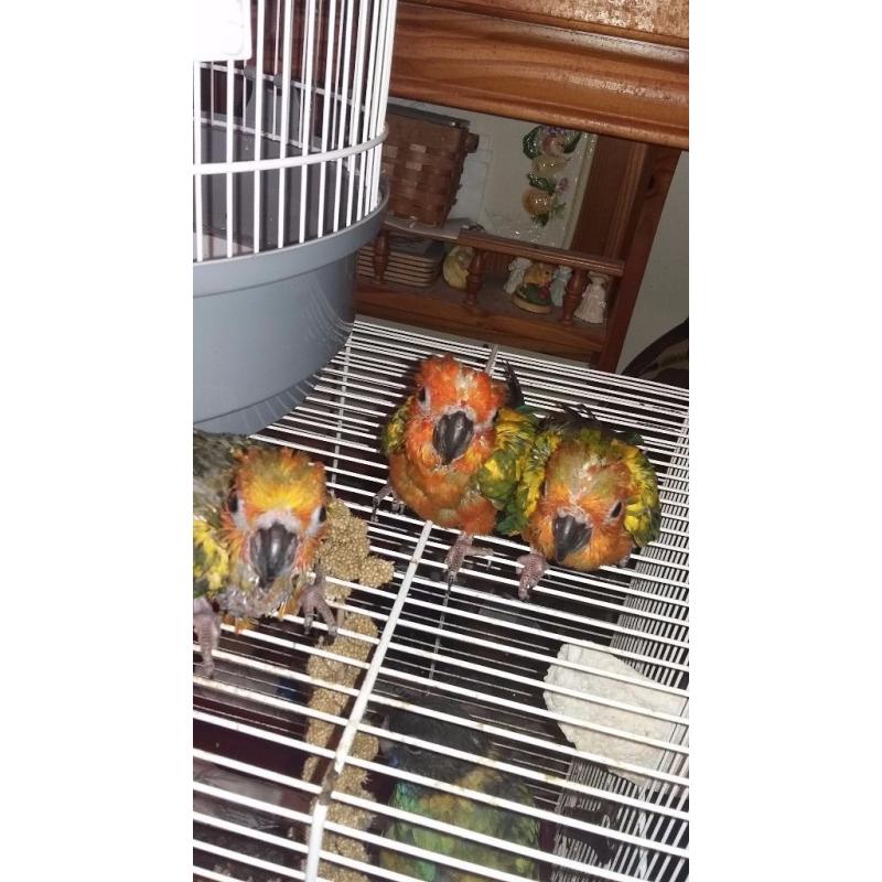 Sunconures hand tame ready 2weeks