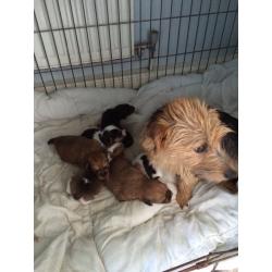 Jack Russell pups