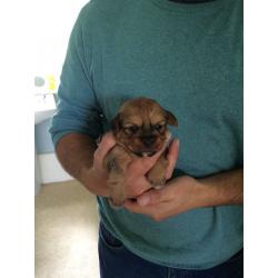 Jack Russell pups