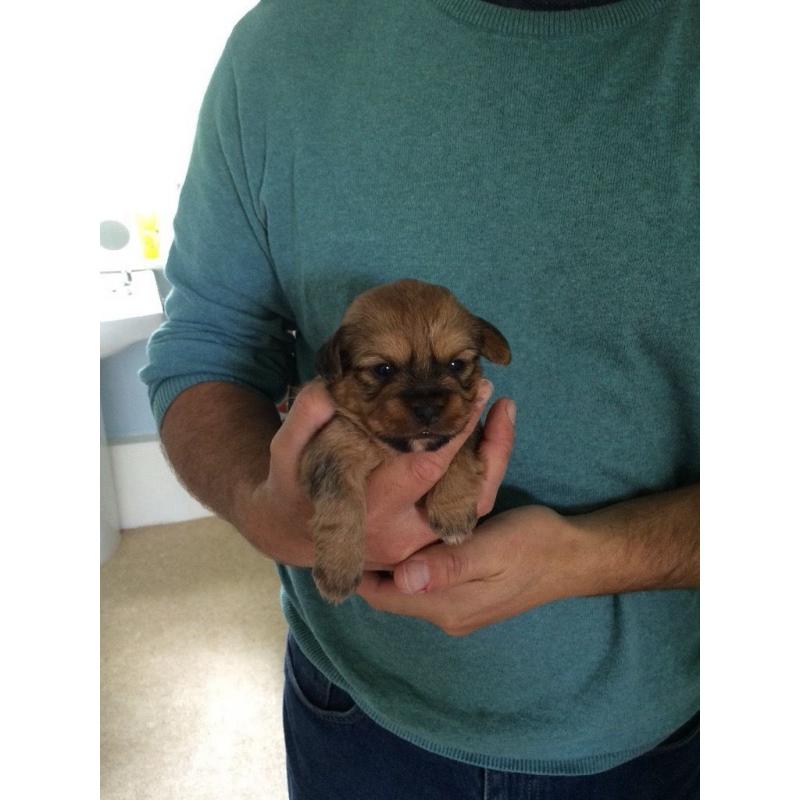 Jack Russell pups