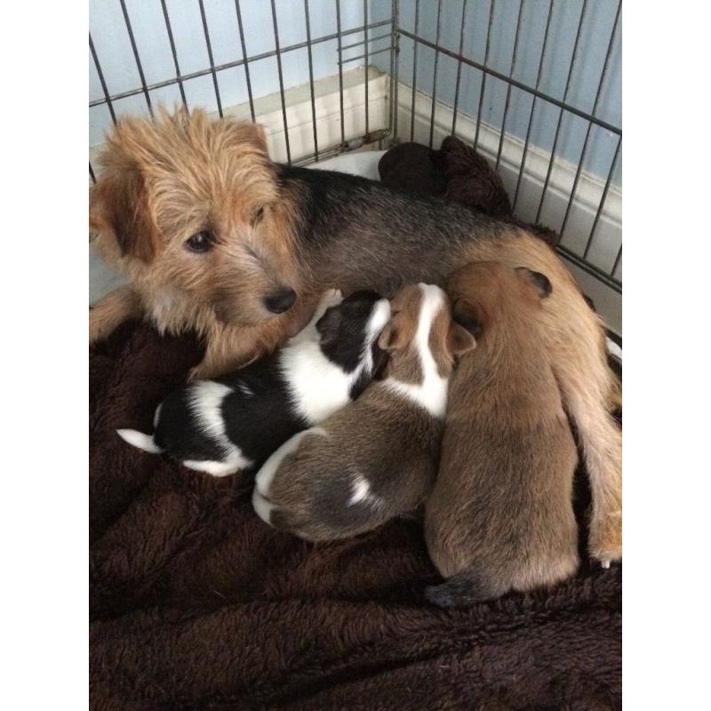 Jack Russell pups