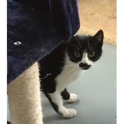 Buttons lively, friendly youngster