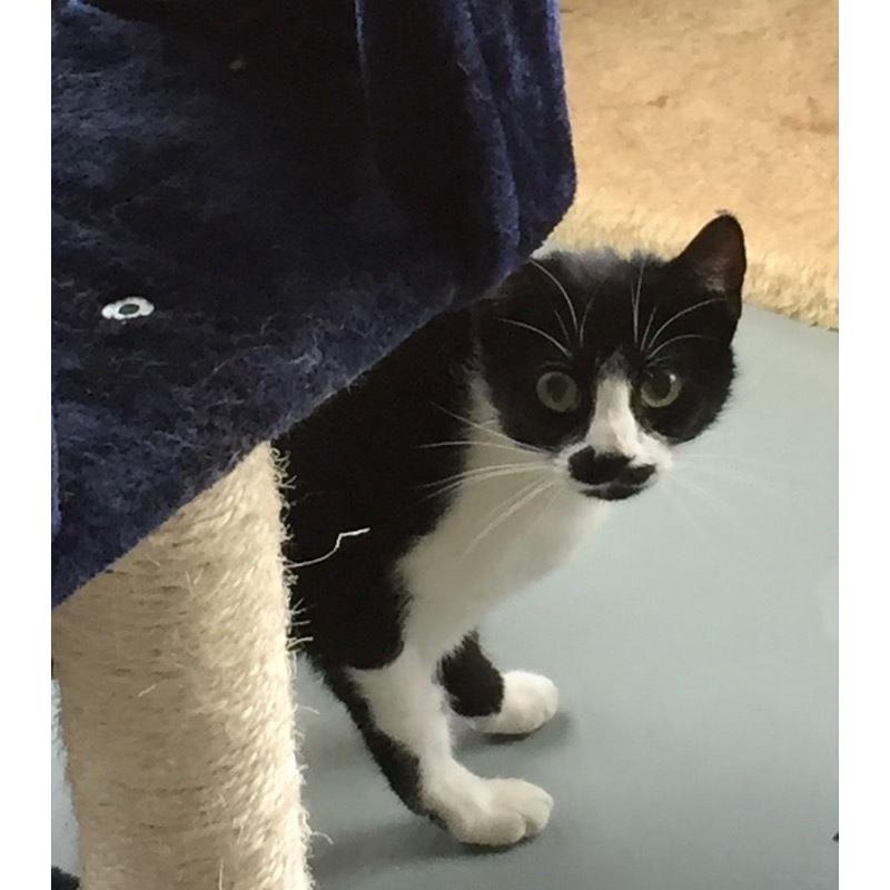 Buttons lively, friendly youngster