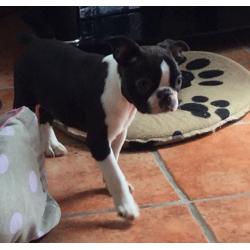 BOSTON TERRIER PUPPIES.