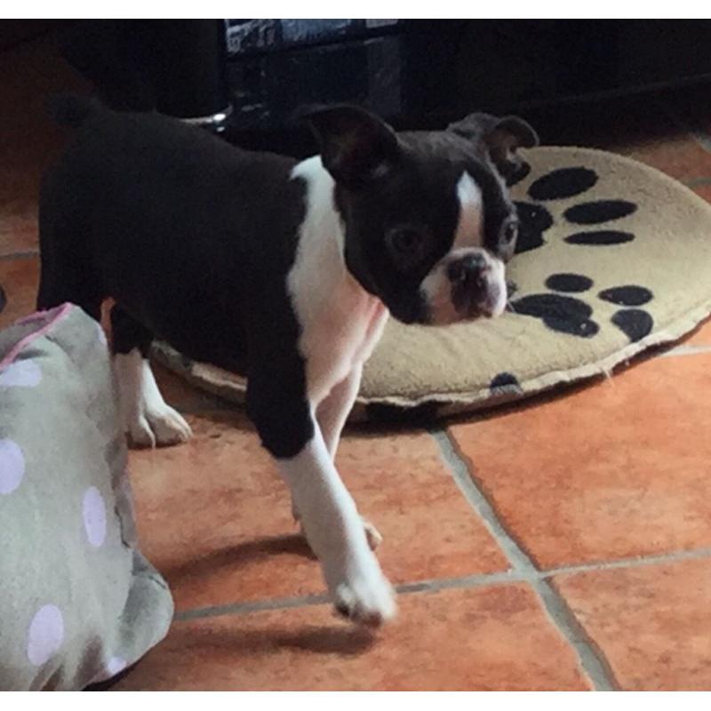BOSTON TERRIER PUPPIES.
