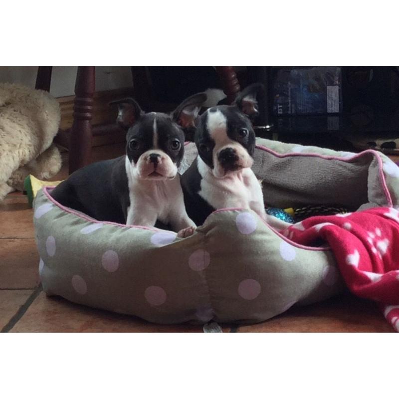 BOSTON TERRIER PUPPIES.