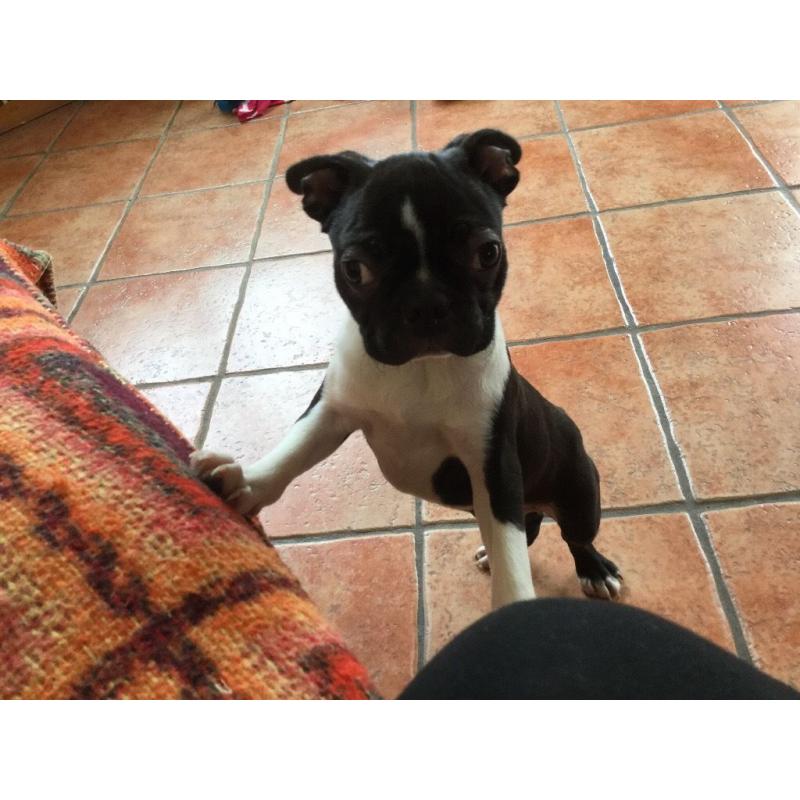 BOSTON TERRIER PUPPIES.