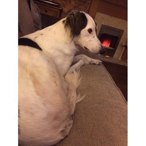 Suluki Collie Greyhound