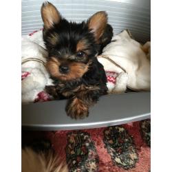 Beautiful pedigree Yorkshire terrier pups for sale