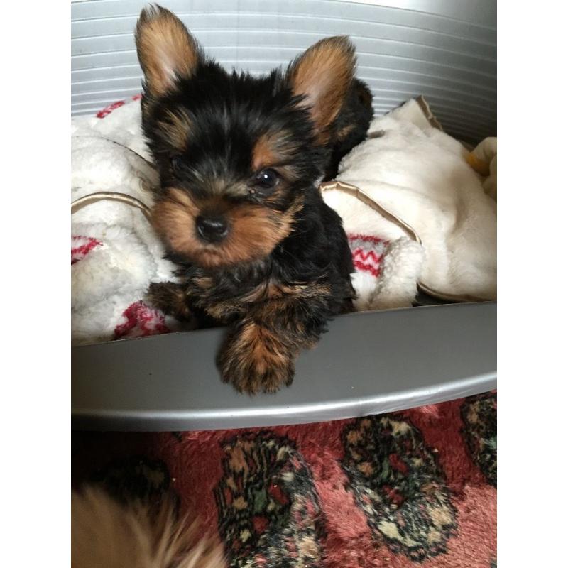 Beautiful pedigree Yorkshire terrier pups for sale