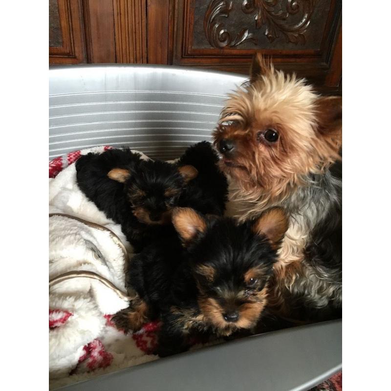 Beautiful pedigree Yorkshire terrier pups for sale