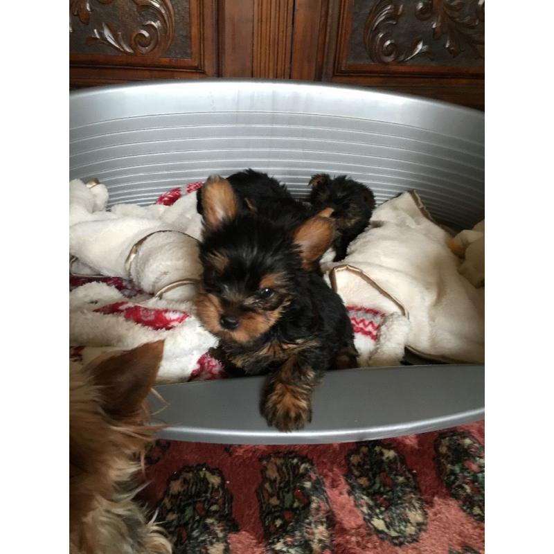 Beautiful pedigree Yorkshire terrier pups for sale
