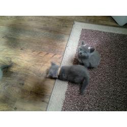 Blue and two cream British short hair kittens gccf reg active