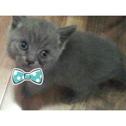 Blue and two cream British short hair kittens gccf reg active