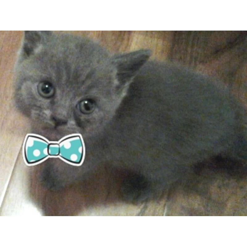 Blue and two cream British short hair kittens gccf reg active