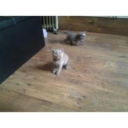 Blue and two cream British short hair kittens gccf reg active