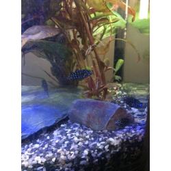 40 litre fish tank swaps for bigger tank