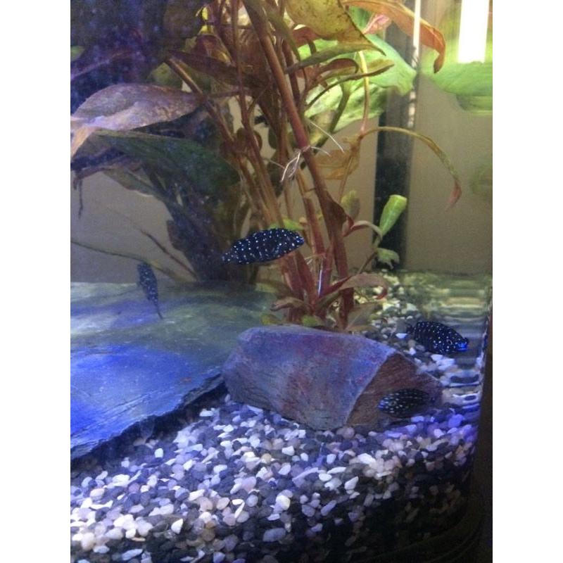 40 litre fish tank swaps for bigger tank