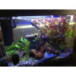 40 litre fish tank swaps for bigger tank