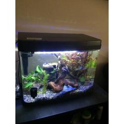 40 litre fish tank swaps for bigger tank