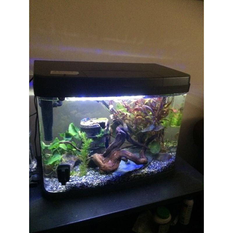 40 litre fish tank swaps for bigger tank
