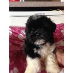 Male Lhasa apso puppies