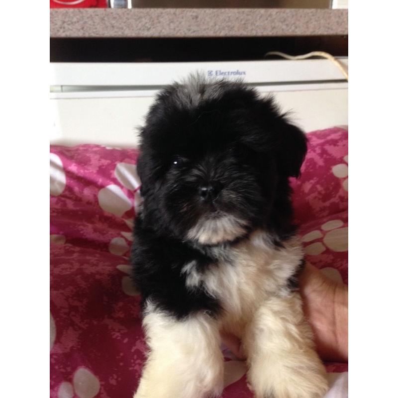 Male Lhasa apso puppies