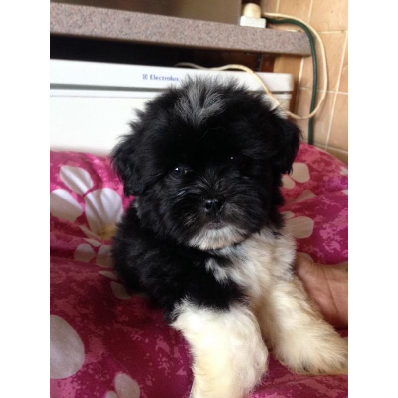 Male Lhasa apso puppies